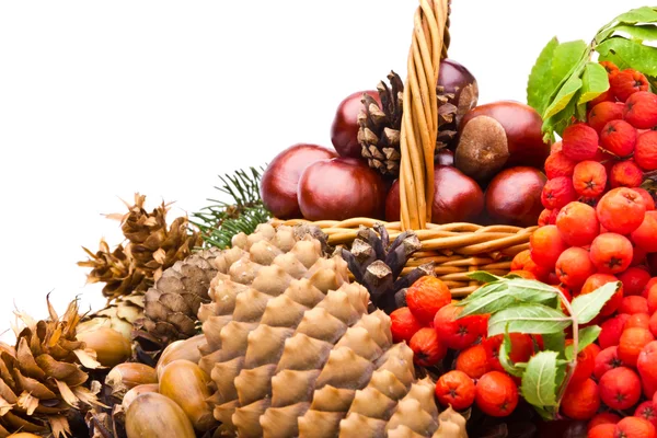 Wicker basket full of autumn acorns, cones and chestnuts — Stock Photo, Image