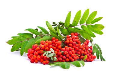 Beyaz arka plan üzerinde izole rowanberries Şubesi