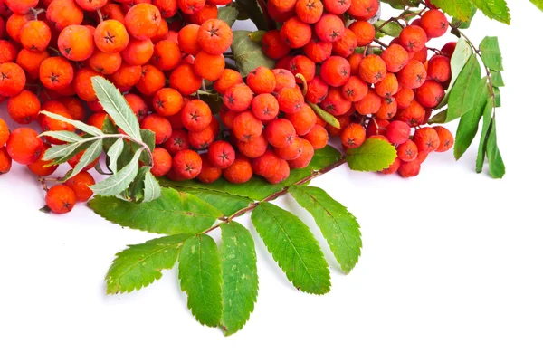 Una rama de rowanberries aislada sobre fondo blanco — Foto de Stock