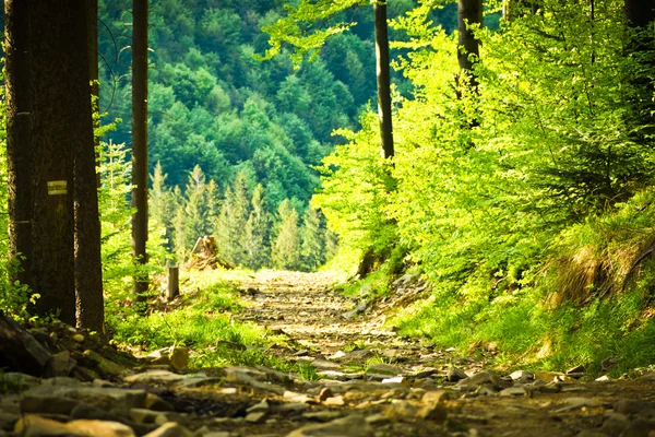 查看从跟踪到 pilsko 高峰，从 beskidy 山，波兰 — 图库照片