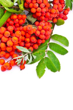 Beyaz arka plan üzerinde izole rowanberries Şubesi