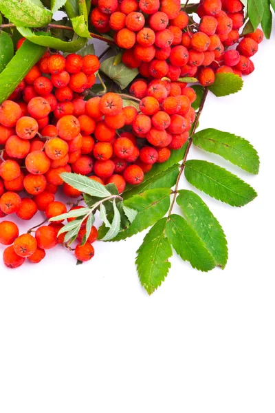 Ein Zweig Vogelbeeren isoliert auf weißem Hintergrund — Stockfoto