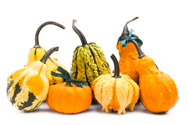 Decorative pumpkins squash isolated on white background — Stock Photo, Image
