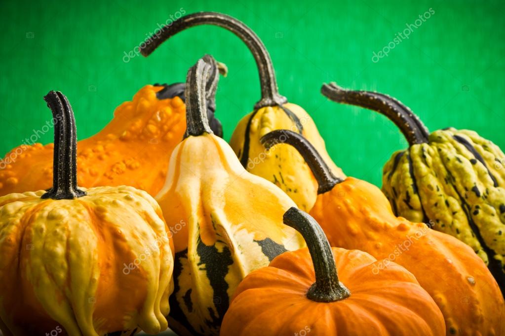La vida con calabazas en el jardín — Foto de stock © matfron #19531061