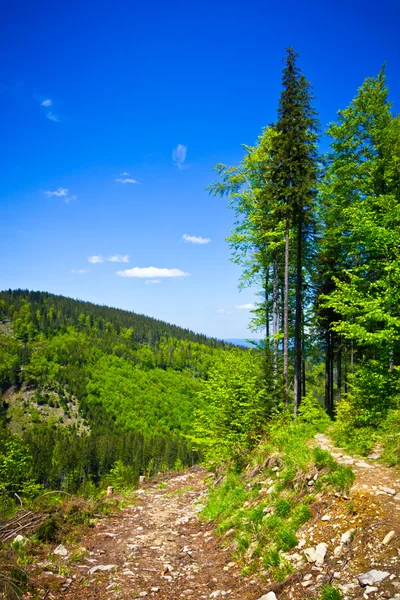 Blick vom Wanderweg auf den Pilsko-Gipfel vom beskidy-Gebirge, polan — Stockfoto