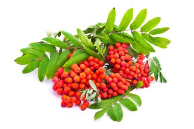 Beyaz arka plan üzerinde izole rowanberries Şubesi