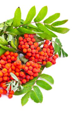 Beyaz arka plan üzerinde izole rowanberries Şubesi