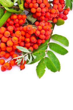 Beyaz arka plan üzerinde izole rowanberries Şubesi
