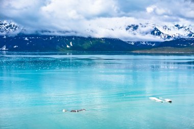 Glacier bay Dağları Alaska, Amerika Birleşik Devletleri