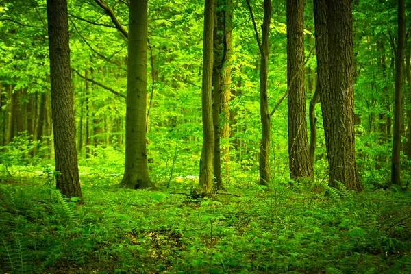神秘的黑暗森林附近波兰热舒夫 — 图库照片