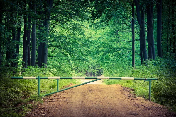 Загадочный темный лес под Ржешовом, Польша — стоковое фото