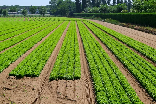 Salad field — Stock Photo, Image