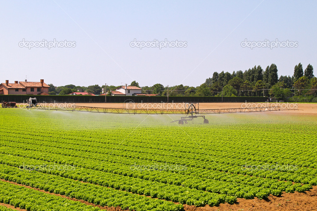 Irrigation field