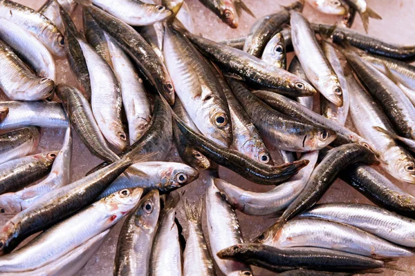 Anchovy — Stock Photo, Image