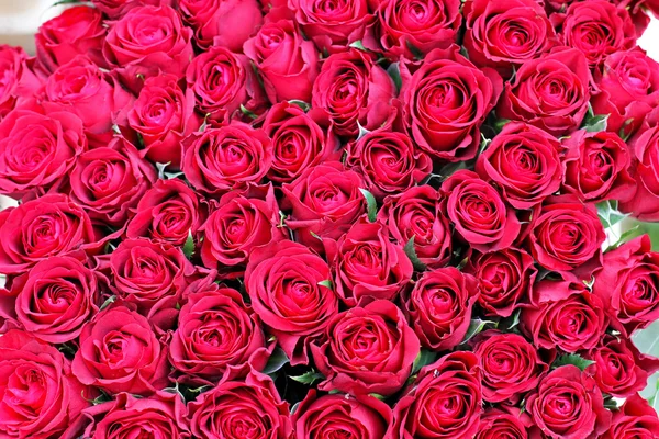 Rose rosse — Foto Stock