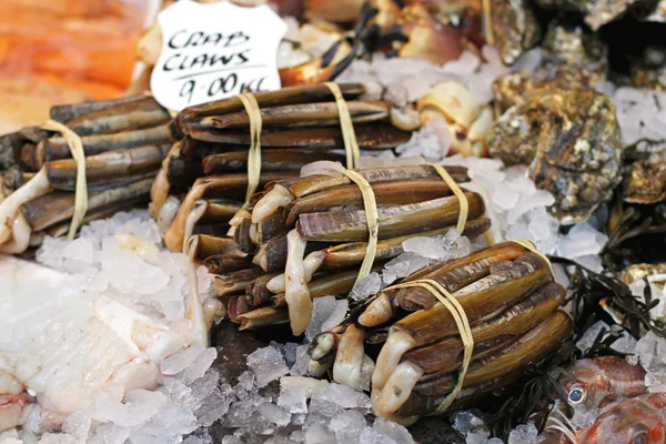 Razor clams — Stock Photo, Image