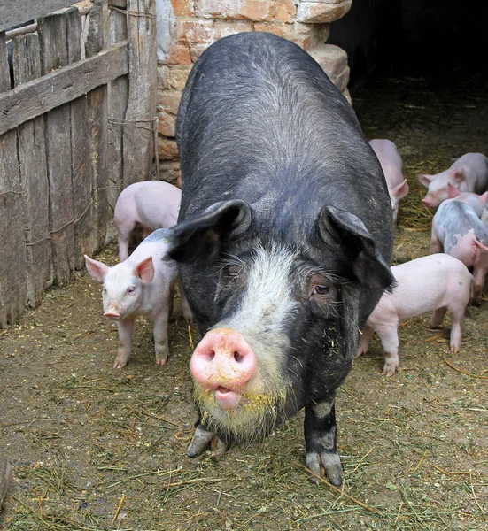 Zwarte zeug — Stockfoto