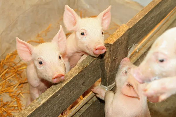 Ferkel im Stall — Stockfoto