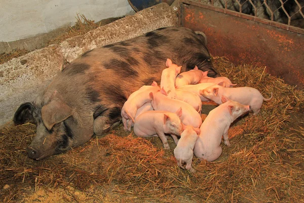 Suckling piglets — Stock Photo, Image