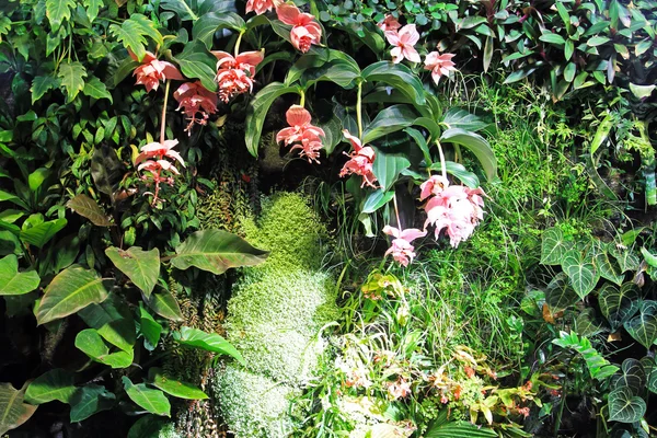 Jardín de orquídeas —  Fotos de Stock
