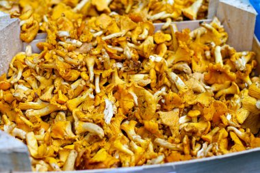 Cantharellus cibarius mantar