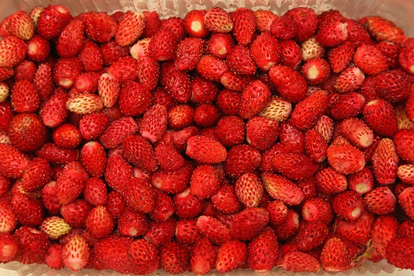 Căpșuni sălbatice — Fotografie, imagine de stoc