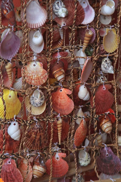 Mořské mušle — Stock fotografie