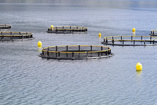 Fish farming nets — Stock Photo, Image