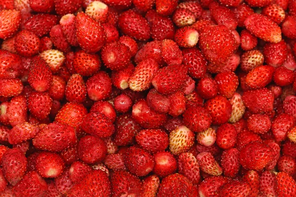 Strawberries wild — Stock Photo, Image