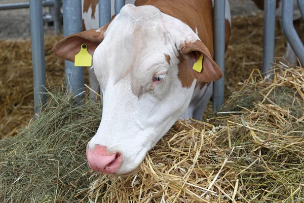 Cow at farm — Stock Photo, Image