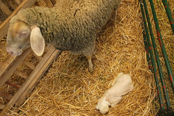 Ewe and lamb — Stock Photo, Image