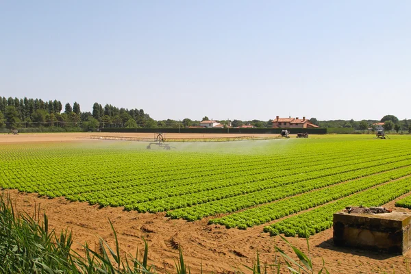 Irrigazione del campo di insalata — Foto Stock