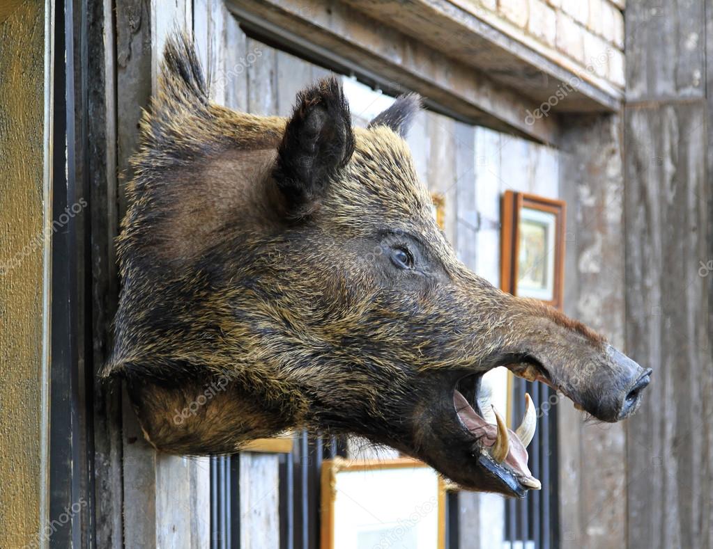 Wild boar head — Stock Photo © Baloncici 25073243