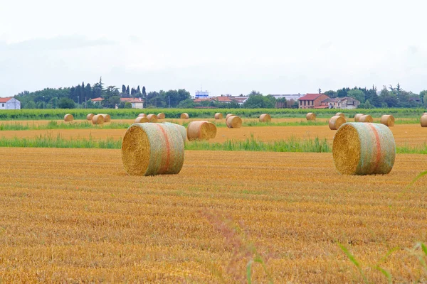 Rolling haystacks — Stock Photo, Image
