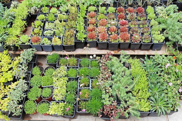 Plantskolor växter — Stockfoto