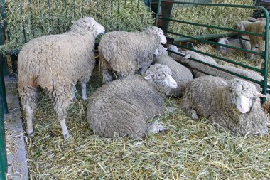 dişi koyun çiftliği