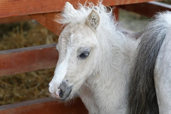 Bebé Pony —  Fotos de Stock