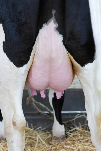Capezzoli di vacca — Foto Stock