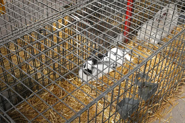 Conejo en jaula —  Fotos de Stock