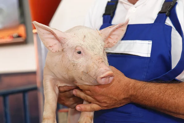 Farmer with piglet — Stock Photo, Image