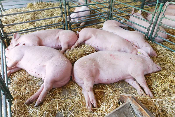 Tote Schweine — Stockfoto