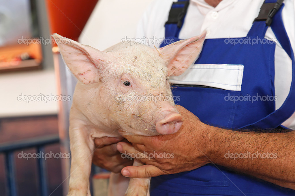 Farmer with piglet