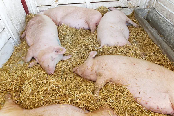 Schweinepandemie — Stockfoto