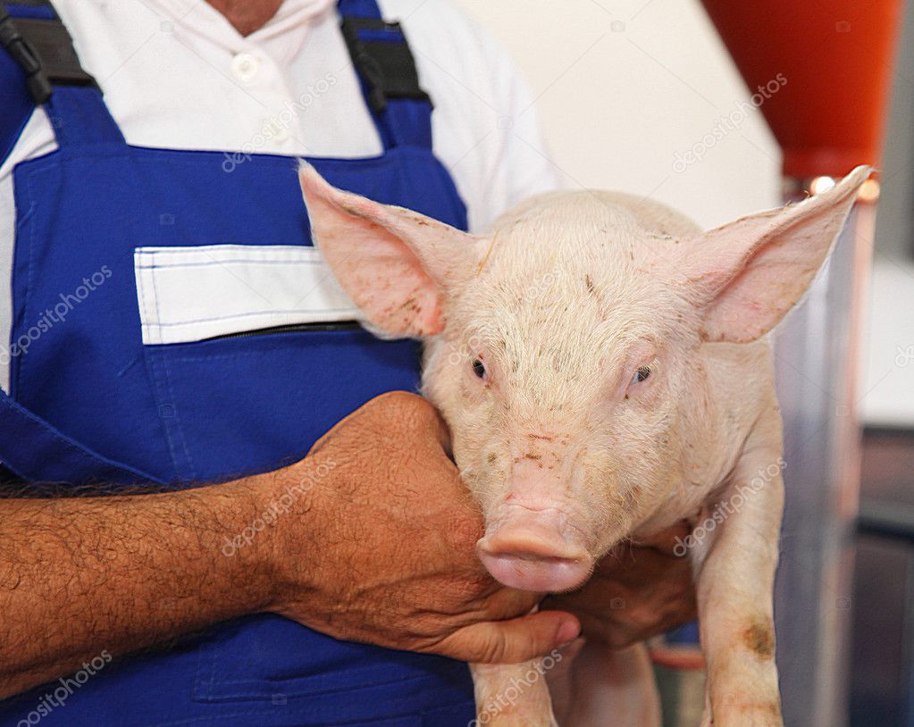 Piglet with farmer