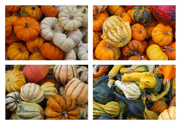 Gourds and Pumpkins — Stock Photo, Image