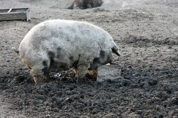 Mangulitsa свиня — стокове фото