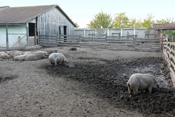 Pigs farm — Stock Photo, Image
