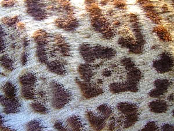 Pele de leopardo — Fotografia de Stock