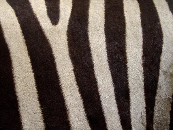 Skóra Zebra — Zdjęcie stockowe