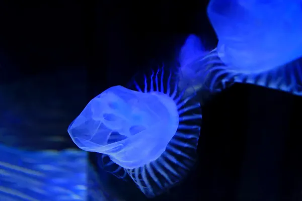 Jellyfish — Stock Photo, Image